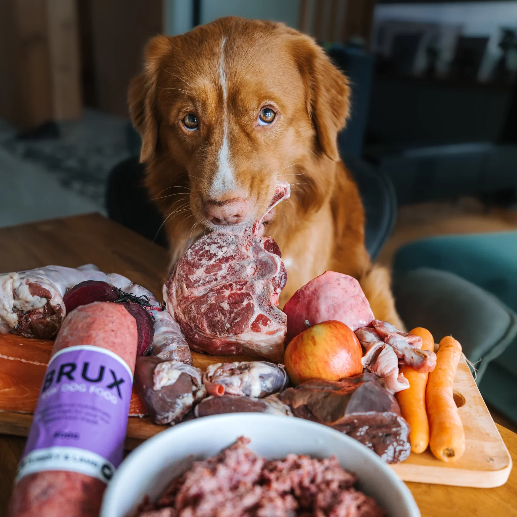Nova scotia duck tolling retriever eating a lamb chop with BRUX raw dog food