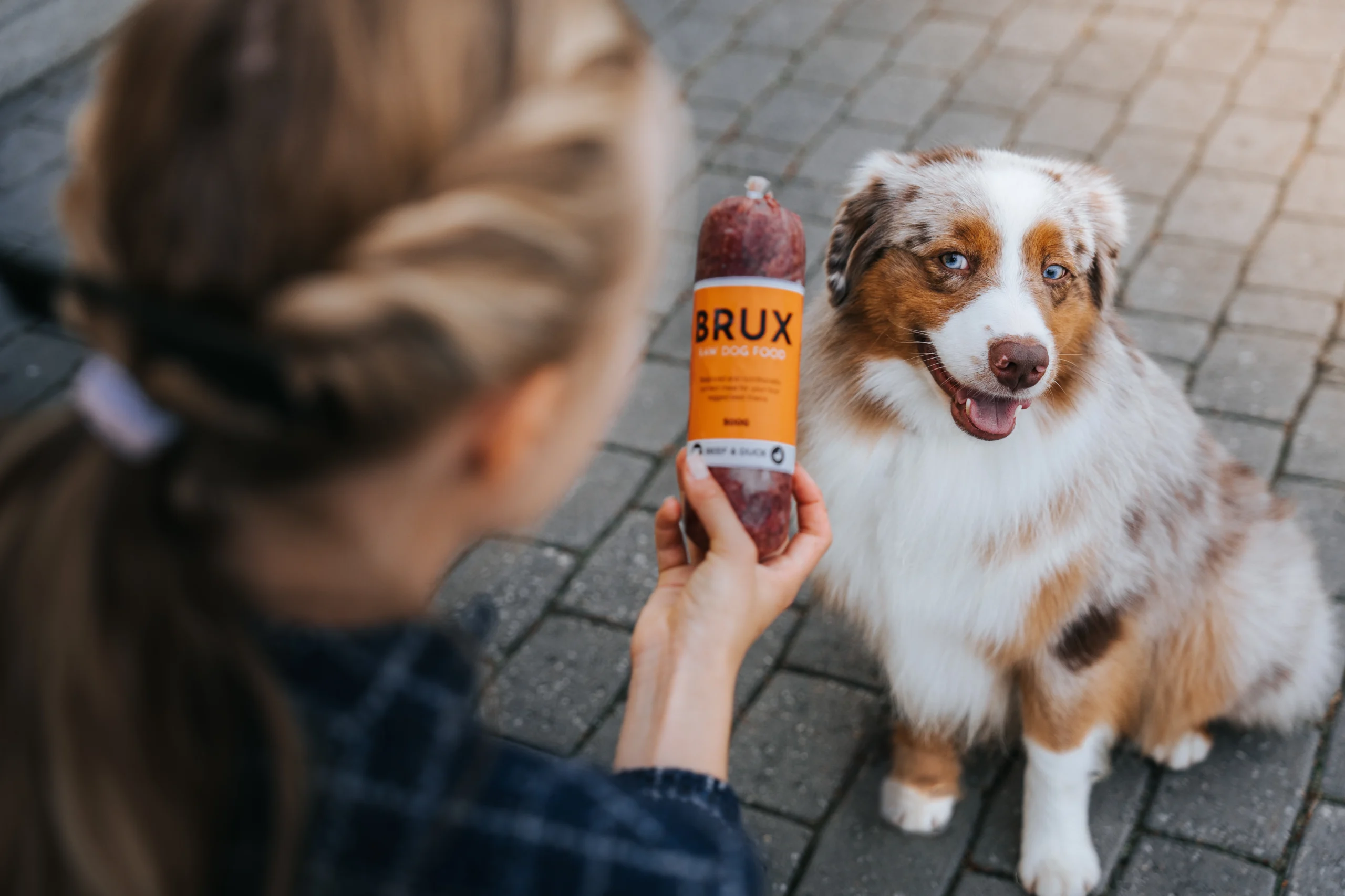 Owner feeding miniature american shepherd MAS BRUX raw food